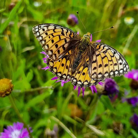 Peterchens Mondfahrt - Wasserkuppe 3*